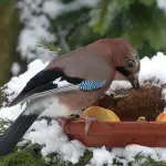 Giardinaggio Novembre: 5 cose devi fare ora per preparare il tuo giardino o prato per l'inverno