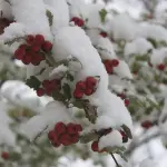Piante Inverno Antigelo: 10 fiori che possono resistere a una tempesta di neve