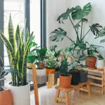 Come innaffiare le piante quando si va in vacanza