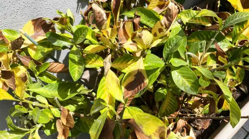 5 consigli per proteggere le piante dalle bruciature del sole diretto