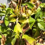 5 consigli per proteggere le piante dalle bruciature del sole diretto