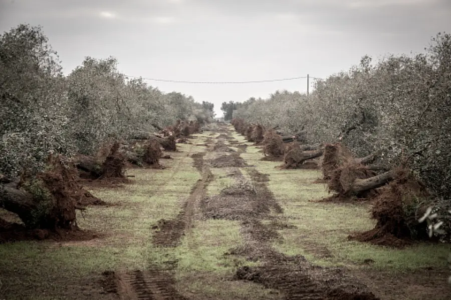 Xylella fastidiosa: i droni con sensori ad alta tecnologia tracciano le malattie negli ulivi italiani