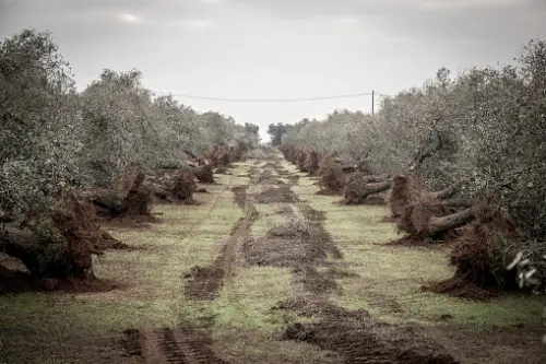 Xylella fastidiosa: i droni con sensori ad alta tecnologia tracciano le malattie negli ulivi italiani