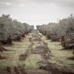 Xylella fastidiosa: i droni con sensori ad alta tecnologia tracciano le malattie negli ulivi italiani