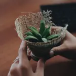 Cura piante in casa: regole base per non sbagliare