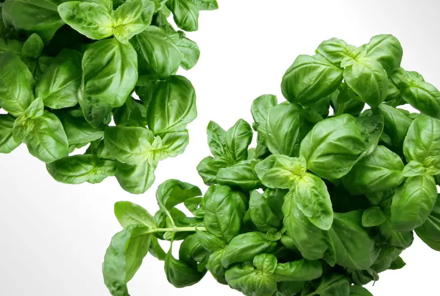 Come coltivare le piante aromatiche in vaso