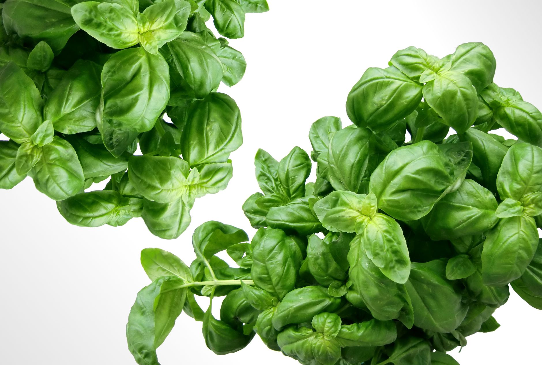 Come coltivare le piante aromatiche in vaso