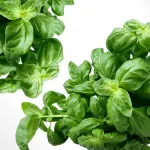 Come coltivare le piante aromatiche in vaso