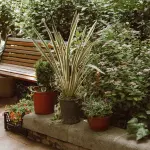 Pergolato Fai da Te: Guida Tecnica per il Giardino