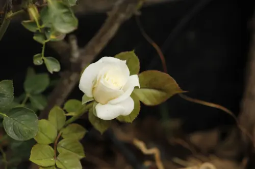 Talea Rosa: Guida alla Moltiplicazione delle Rose