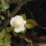 Talea Rosa: guida alla moltiplicazione delle rose