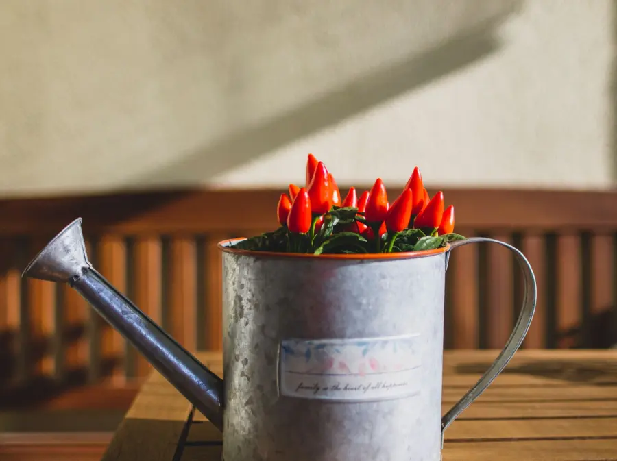 Coltivare i peperoncini in vaso sul balcone