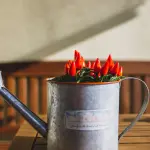 Coltivare i peperoncini in vaso sul balcone