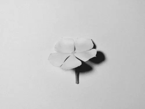 Far durare i fiori recisi: metodi efficaci