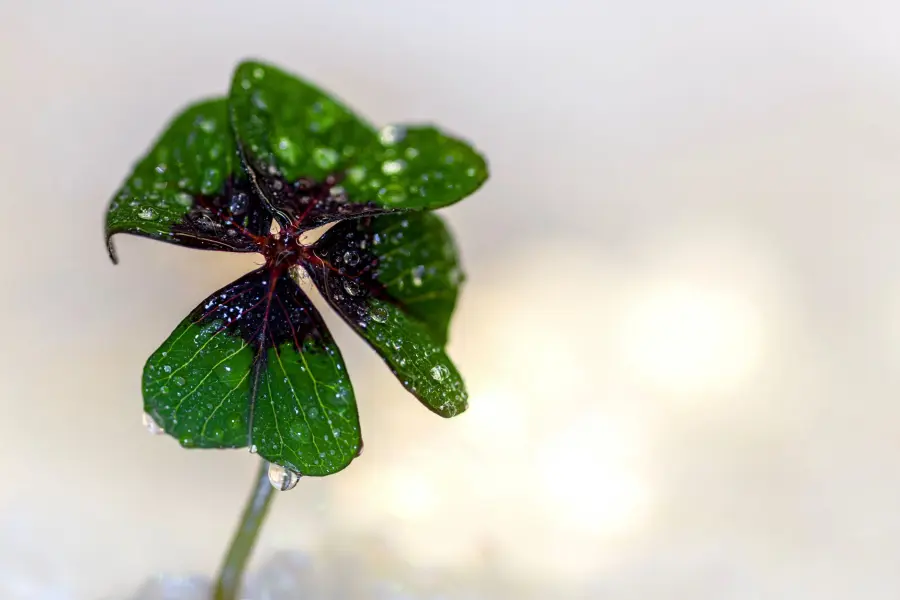 Piante portafortuna: cure e coltivazione precisa