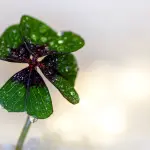 Piante portafortuna: cure e coltivazione precisa