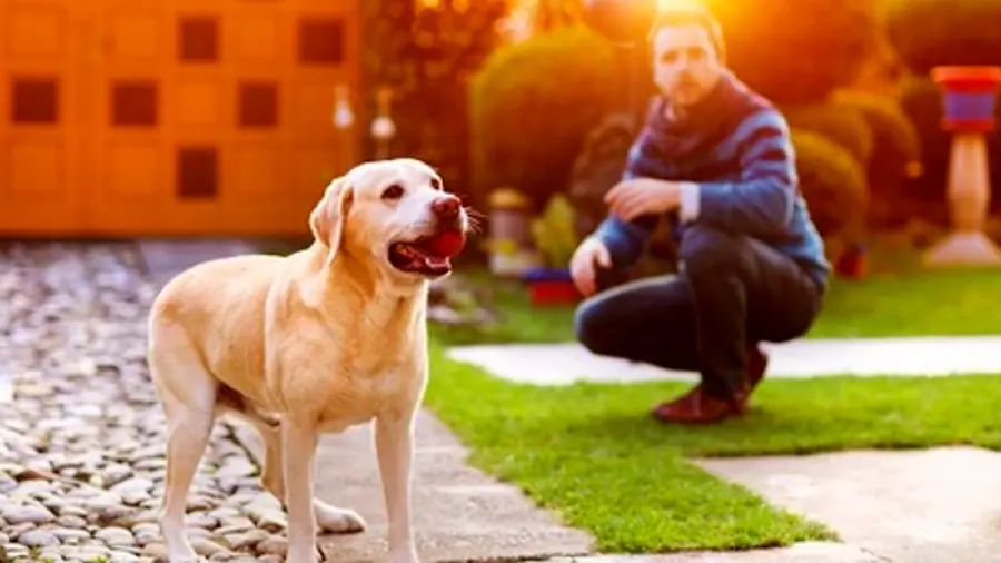 Cane in giardino, alcuni consigli pratici 