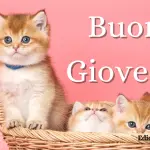Buongiorno Buon Giovedi 2 marzo 2023: immagini e frasi nuove