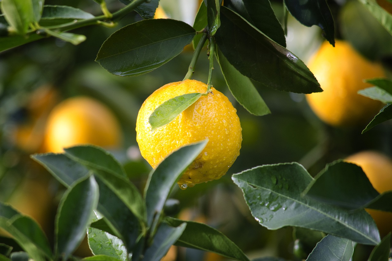 Potatura Limone: quali rami, come e quando potare i limoni in vaso, cosa fare per farlo fiorire?