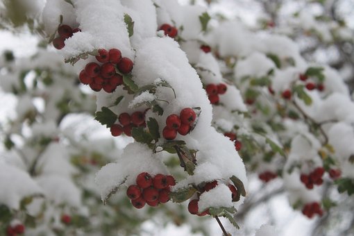 Piante Inverno Antigelo: 10 fiori che possono resistere a una tempesta di neve